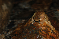 华南湍蛙<i>Amolops ricketti</i>