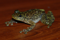 香港湍蛙<i>Amolops hongkongensis</i>