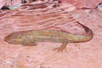 广西瘰螈<i>Paramesotriton guangxiensis</i>