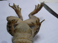 九龙棘蛙<i>Quasipaa jiulongensis</i>