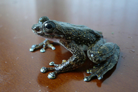 戴云湍蛙<i>Amolops daiyunensis</i>