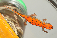 东方蝾螈<i>Hypselotriton orientalis</i>
