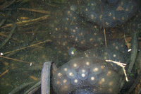 安吉小鲵<i>Hynobius amjiensis</i>