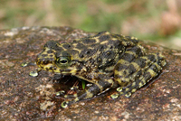 海南湍蛙<i>Amolops hainanensis</i>