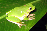 华南雨蛙<i>Hyla simplex</i>