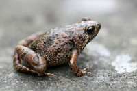 粗皮姬蛙<i>Microhyla butleri</i>