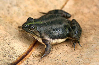 尖舌浮蛙<i>Occidozyga lima</i>