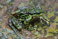 平疣湍蛙<i>Amolops tuberodepressus</i>