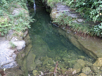 红点齿蟾<i>Oreolalax rhodostigmatus</i>