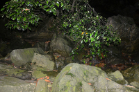 龙洞山溪鲵<i>Batrachuperus londongensis</i>