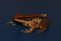 勐腊水蛙<i>Hylarana menglaensis</i>