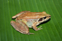肘腺水蛙<i>Hylarana cubitalis</i>