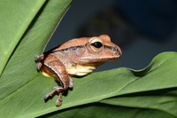 斑腿泛树蛙<i>Polypedates megacephalus</i>