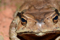 中华蟾蜍<i>Bufo gargarizans</i>
