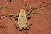 小弧斑姬蛙<i>Microhyla heymonsi</i>