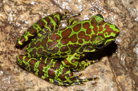 龙胜臭蛙<i>Odorrana lungshengensis</i>
