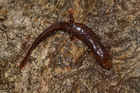 瑶山肥螈<i>Pachytriton inexpectatus</i>