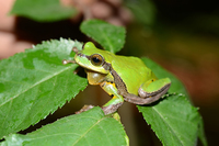 三港雨蛙<i>Hyla sanchiangensis</i>