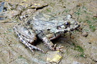 海陆蛙<i>Fejervarya moodiei</i>