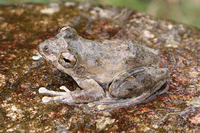 海南溪树蛙<i>Buergeria oxycephala</i>