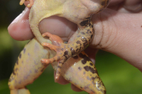无指盘臭蛙<i>Odorrana grahami</i>
