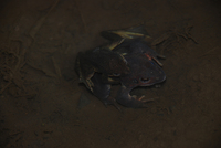 桓仁林蛙<i>Rana huanrensis</i>