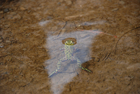 东方铃蟾<i>Bombina orientalis</i>