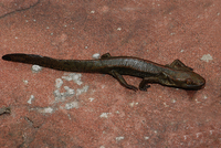 尾斑瘰螈<i>Paramesotriton caudopunctatus</i>