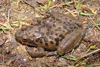 东北林蛙<i>Rana dybowskii</i>