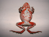 黑龙江林蛙<i>Rana amurensis</i>