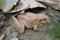 峨眉林蛙<i>Rana omeimontis</i>
