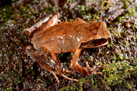 大围角蟾<i>Boulenophrys daweimontis</i>