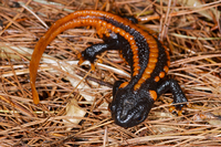 滇南疣螈<i>Tylototriton yangi</i>