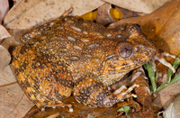 多疣棘蛙<i>Quasipaa verrucospinosa</i>