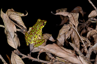 蓝面树蛙<i>Zhangixalus duboisi</i>