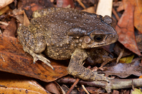 黑眶蟾蜍<i>Duttaphrynus melanostictus</i>