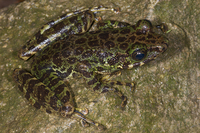 沙巴臭蛙<i>Odorrana chapaensis</i>