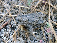 塔里木蟾蜍<i>Bufotes pewzowi</i>