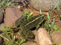 中亚侧褶蛙<i>Pelophylax terentievi</i>