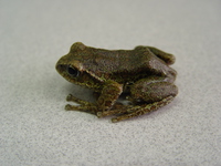 宝兴树蛙<i>Zhangixalus dugritei</i>