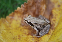 田野蛙<i>Rana arvalis</i>