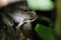 张氏角蟾<i>Xenophrys zhangi</i>