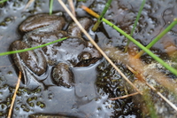 错那棘蛙<i>Nanorana conaensis</i>