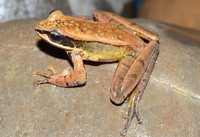 林芝湍蛙<i>Amolops nyingchiensis</i>