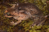 刺疣齿突蟾<i>Scutiger spinosus</i>