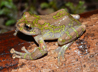 墨脱棱鼻树蛙<i>Nasutixalus medogensis</i>