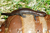 挂榜山小鲵<i>Hynobius guabangshanensis</i>