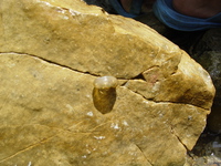 巫山巴鲵<i>Liua shihi</i>