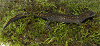 秦巴巴鲵<i>Liua tsinpaensis</i>