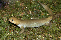 猫儿山小鲵<i>Hynobius maoershanensis</i>